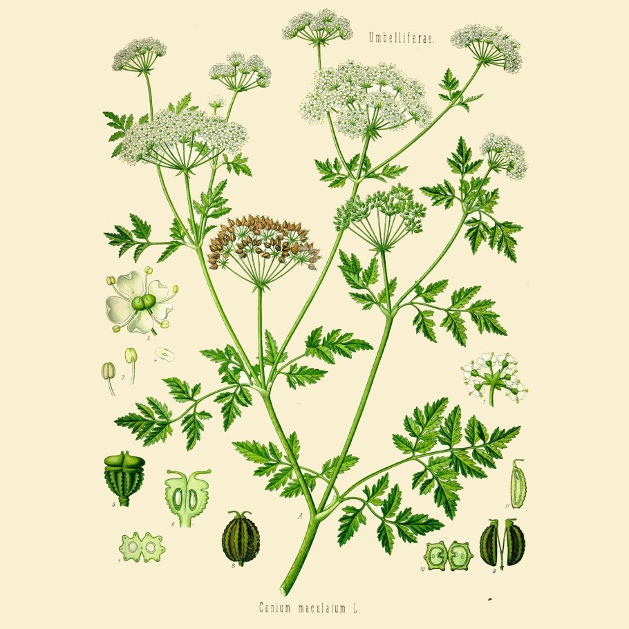 Болиголов пятнистый