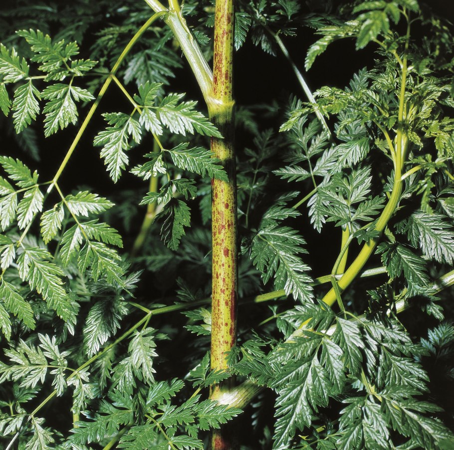 Цикута болиголов