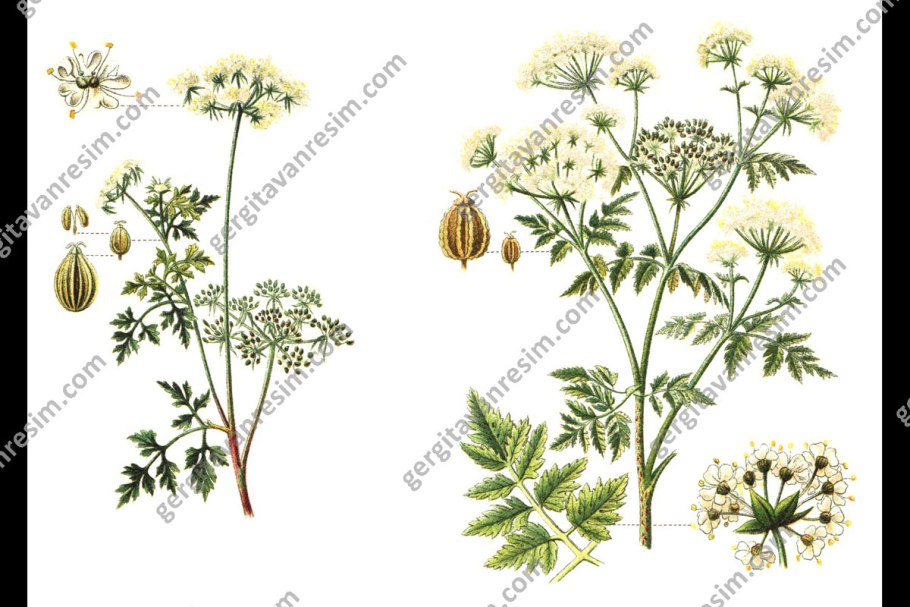 Свистульник растение