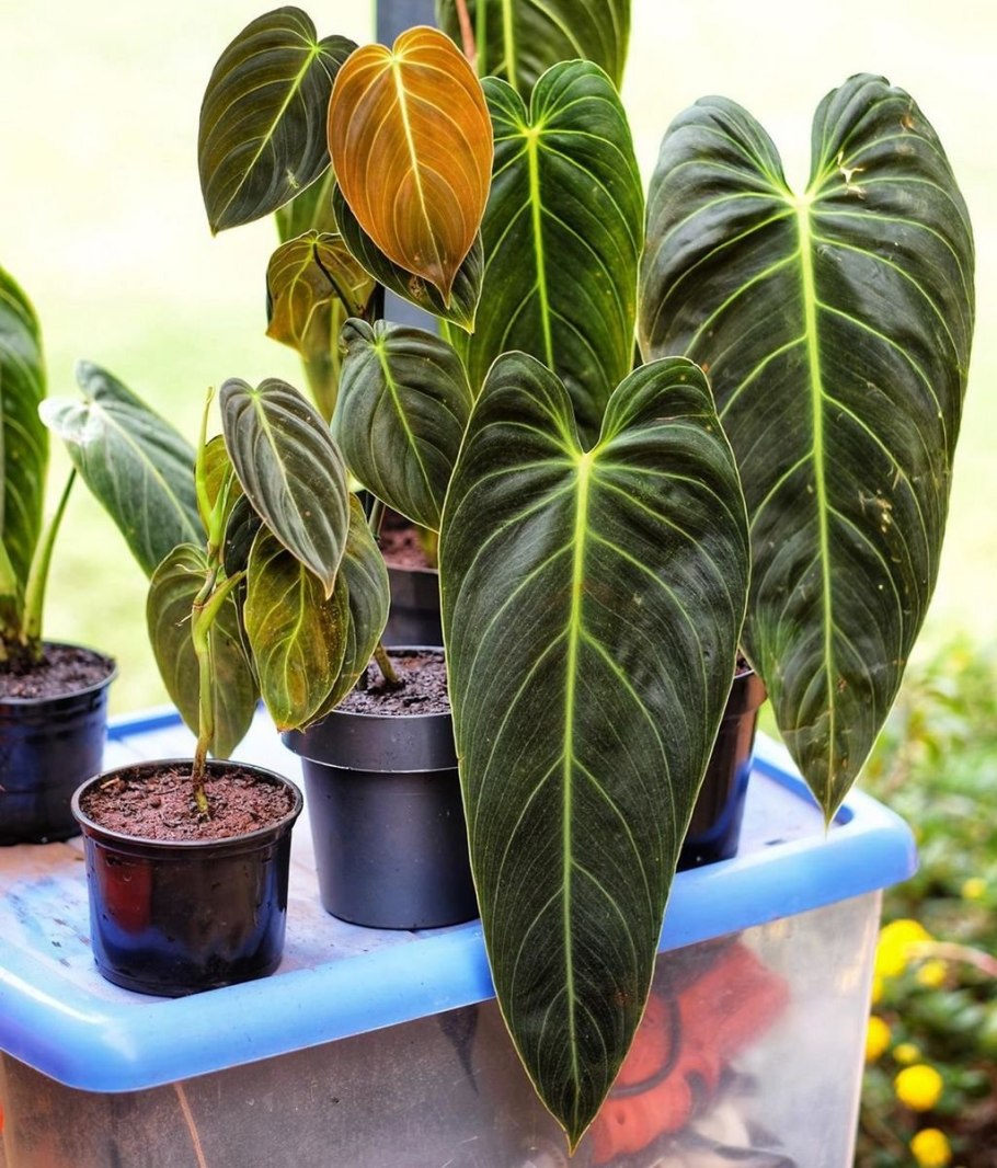 Филодендрон Лиана