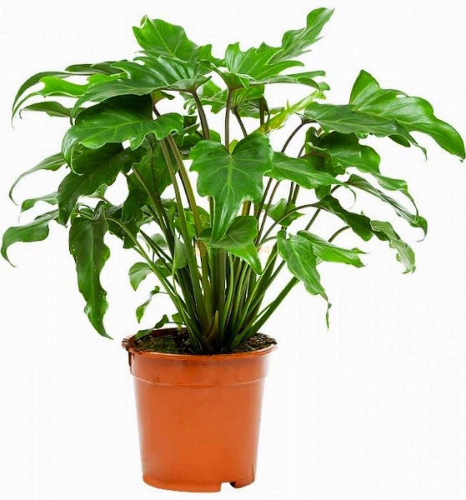 Филодендрон erubescens