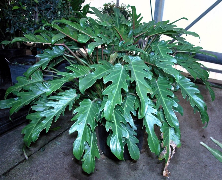 Филодендрон Xanadu