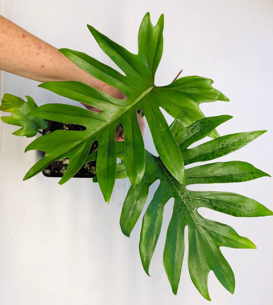 Филодендрон дваждыперистонадрезанный