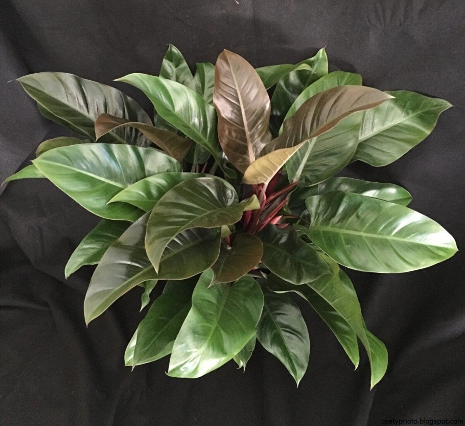 Филодендрон мондианум