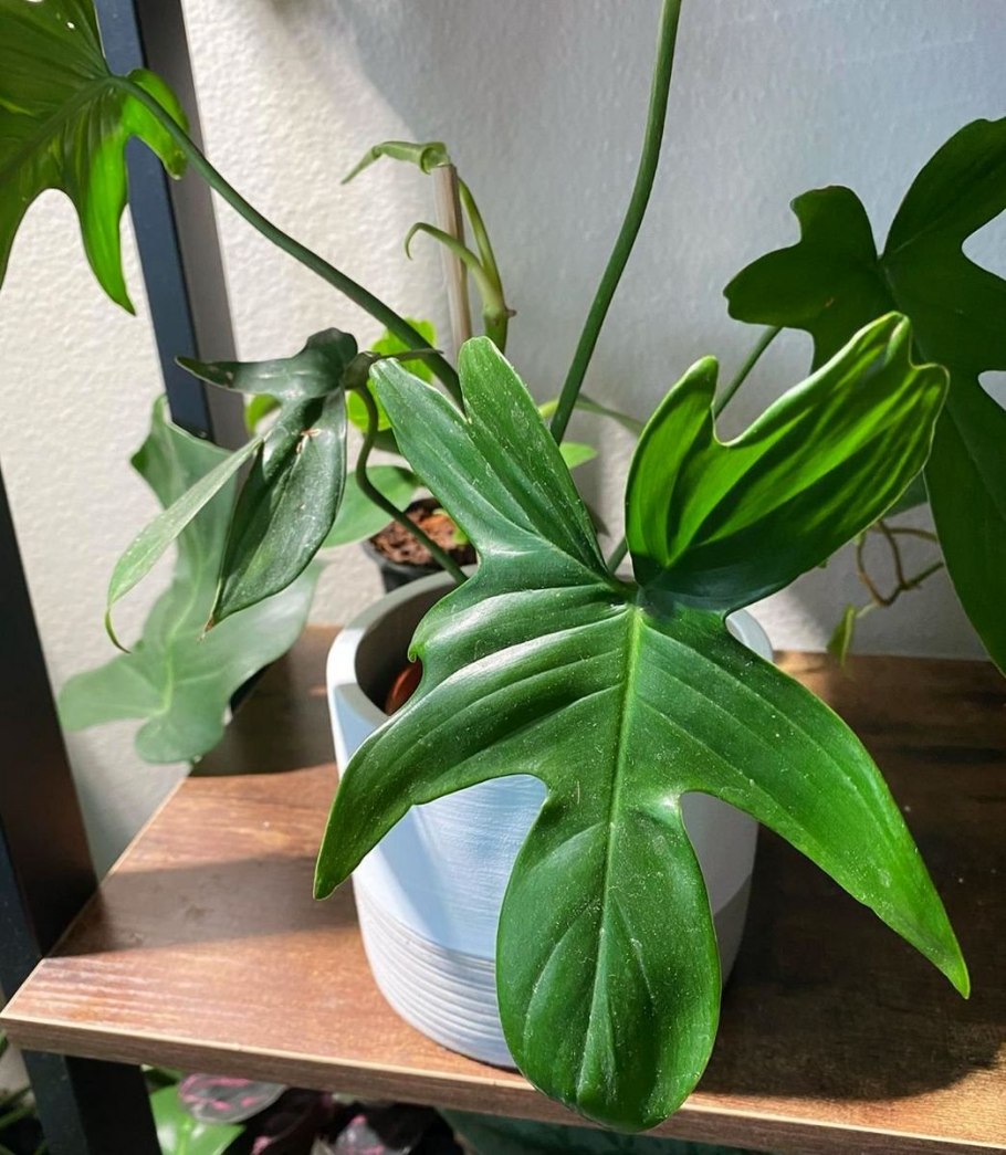 Филодендрон хедерацеум