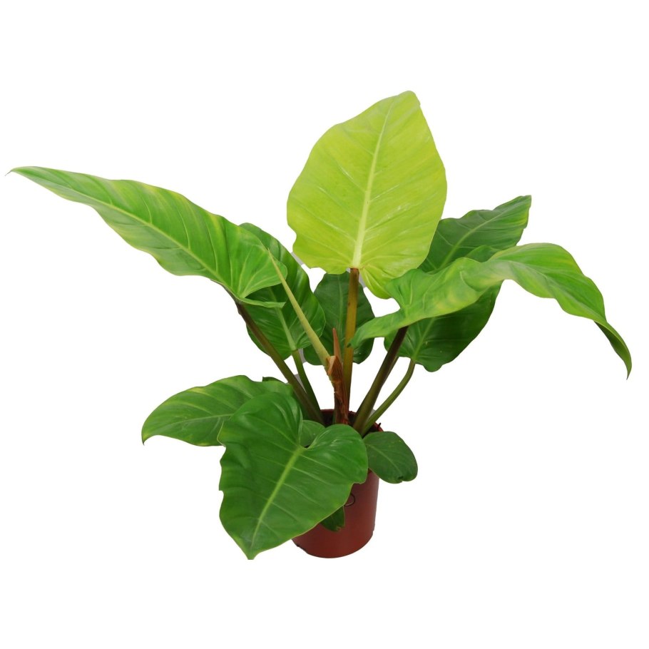 Филодендрон Кобра