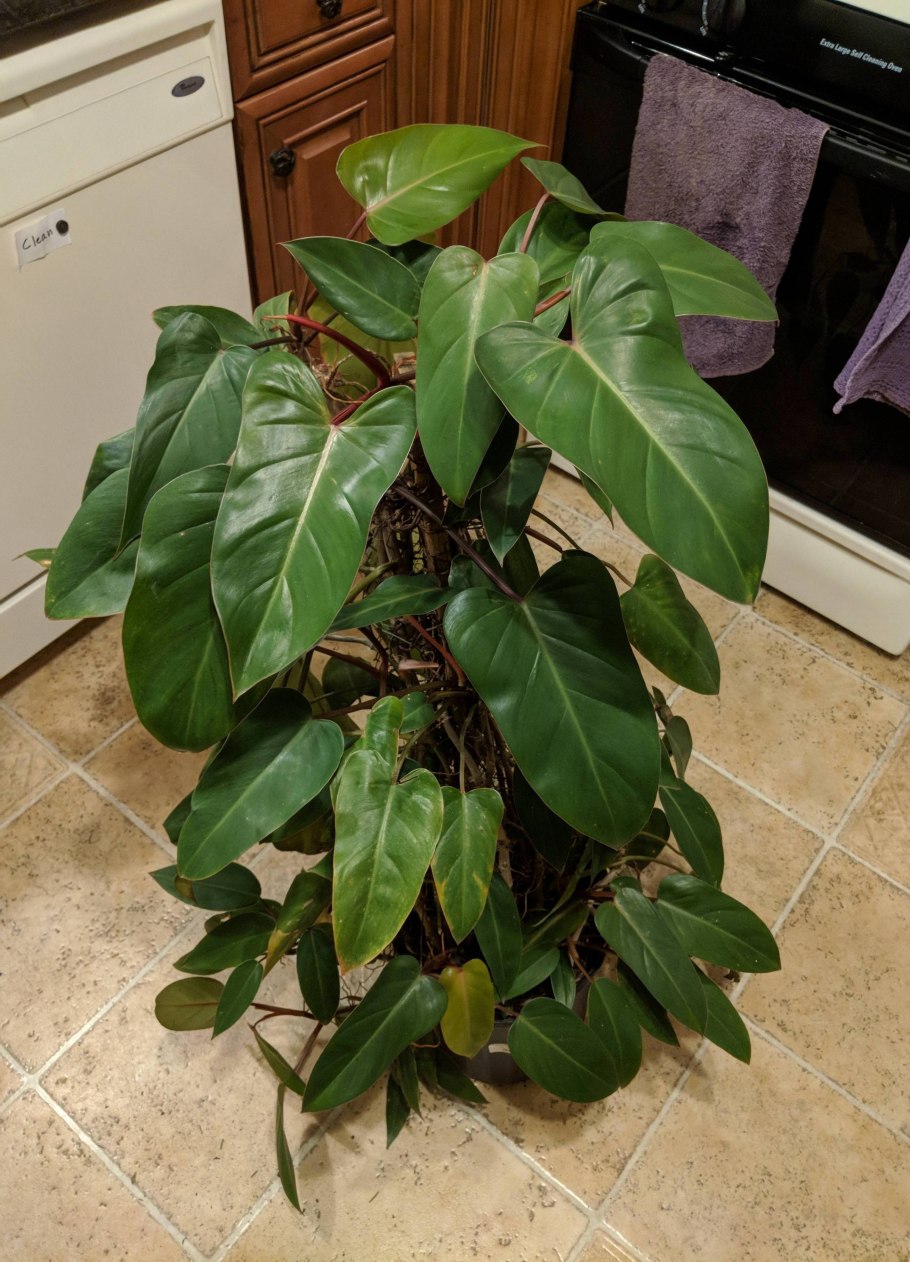 Филодендрон Лиана