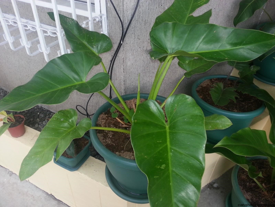 Филодендрон Ксанаду