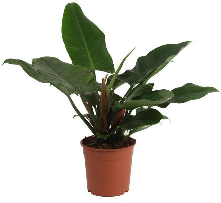 Филодендрон Лиана