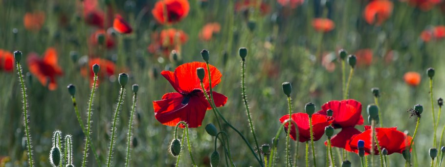 Мак павлиний (p. pavoninum)