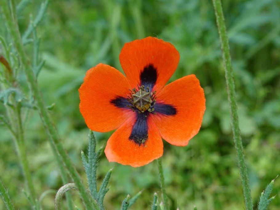 Опиумный Мак коробочка