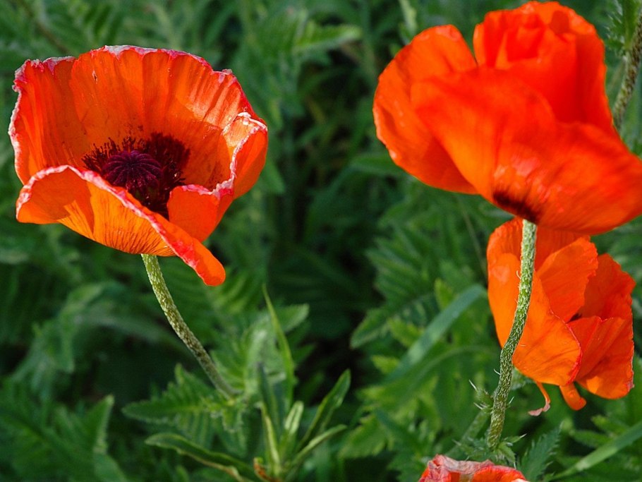 Мак снотворный семена