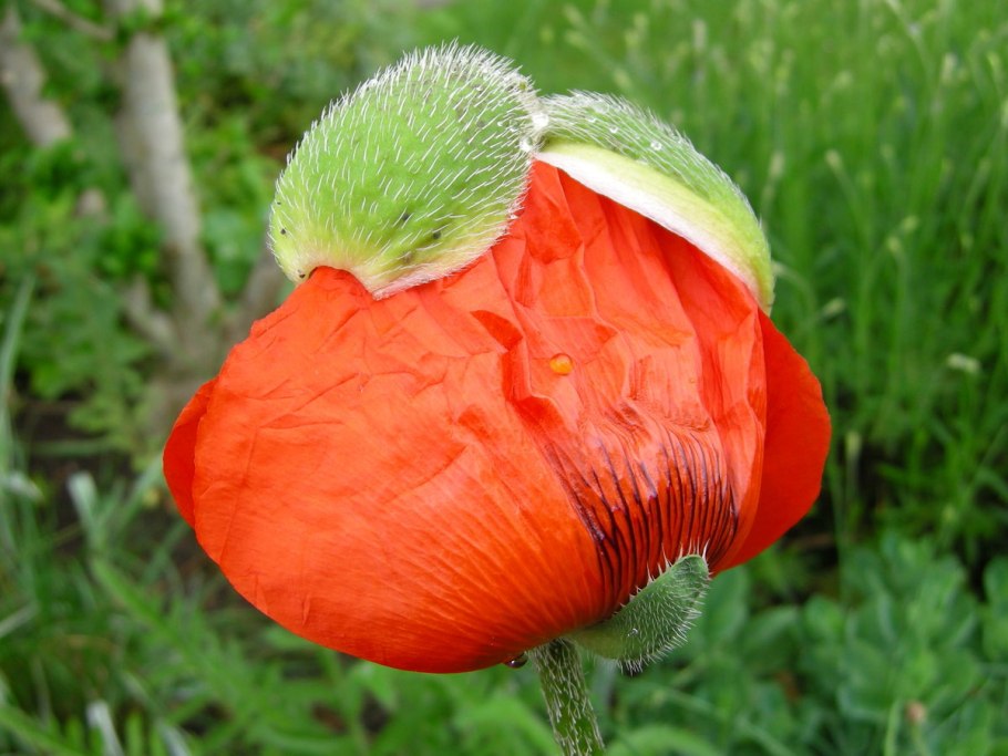 Аргемона (Argemona) растение цветок