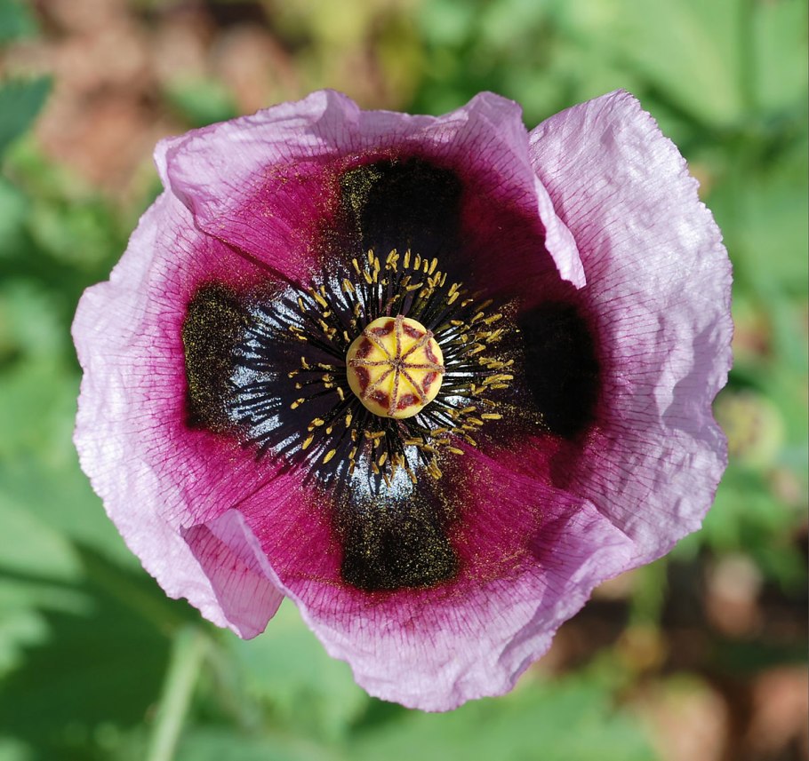 2.2. Papaveraceae – маковые
