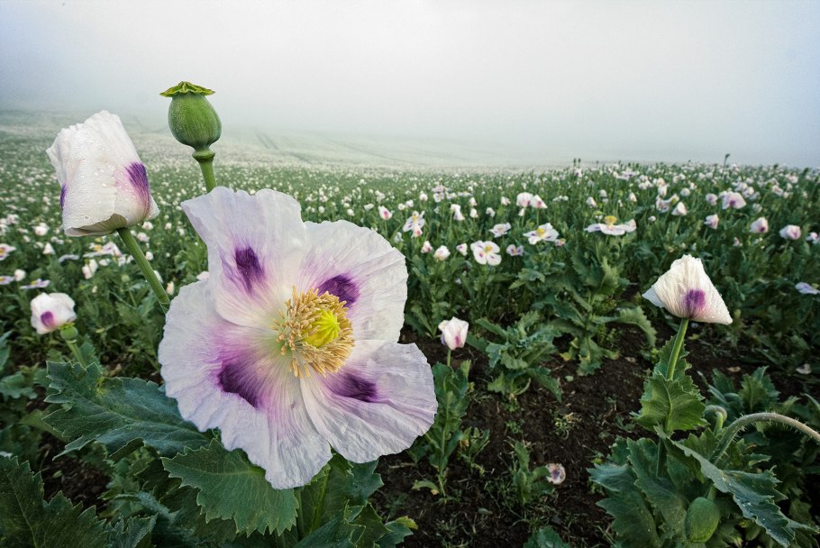 Мак Papaver setigerum