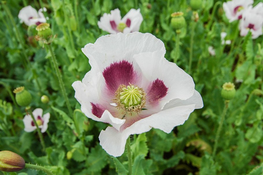 Papaver бутон