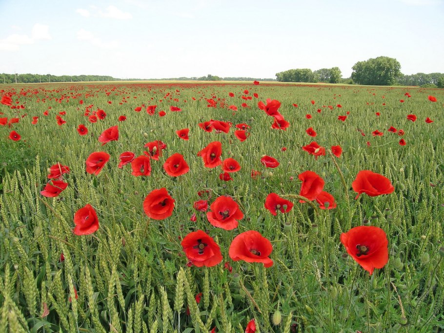 Мак самосейка