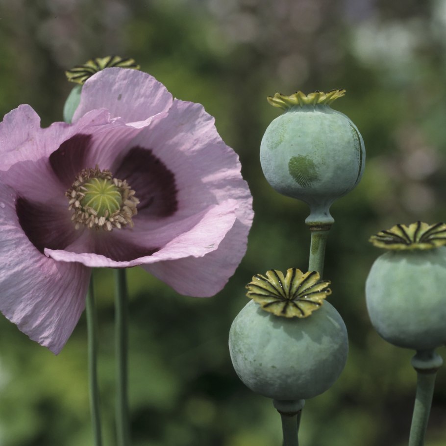 Опиумный Мак