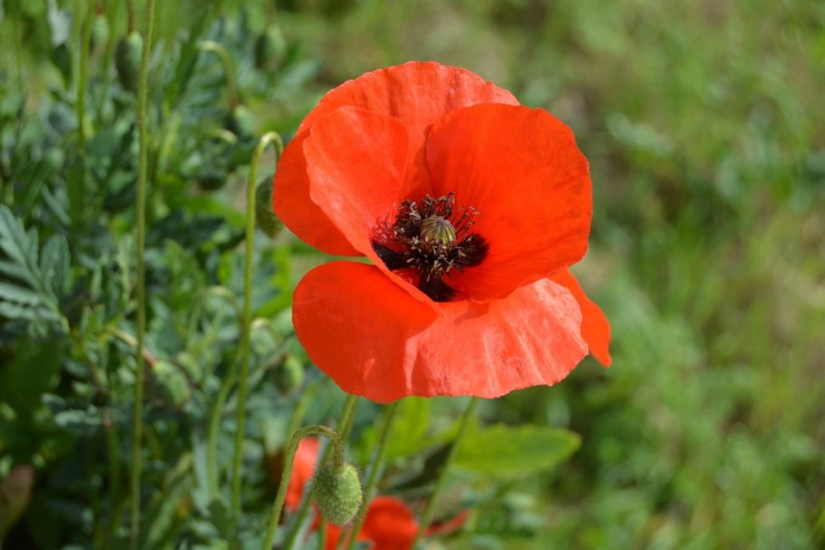 Мак снотворный – Papaver somniferum l.