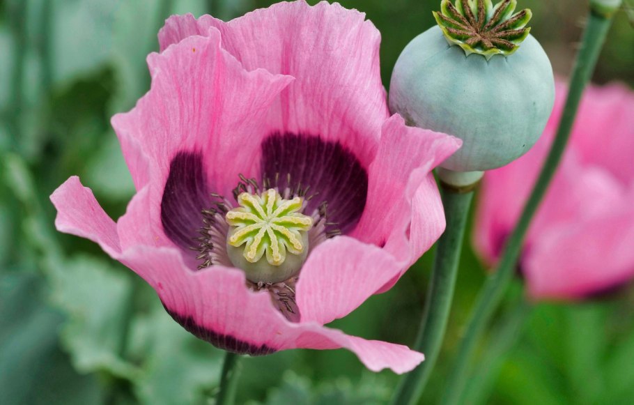 Серединка мака