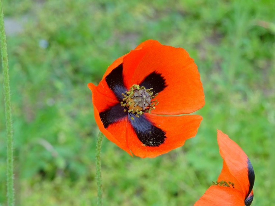 Опиумный Мак коробочка