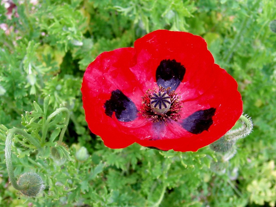 Мак снотворный (Papaver somniferum)