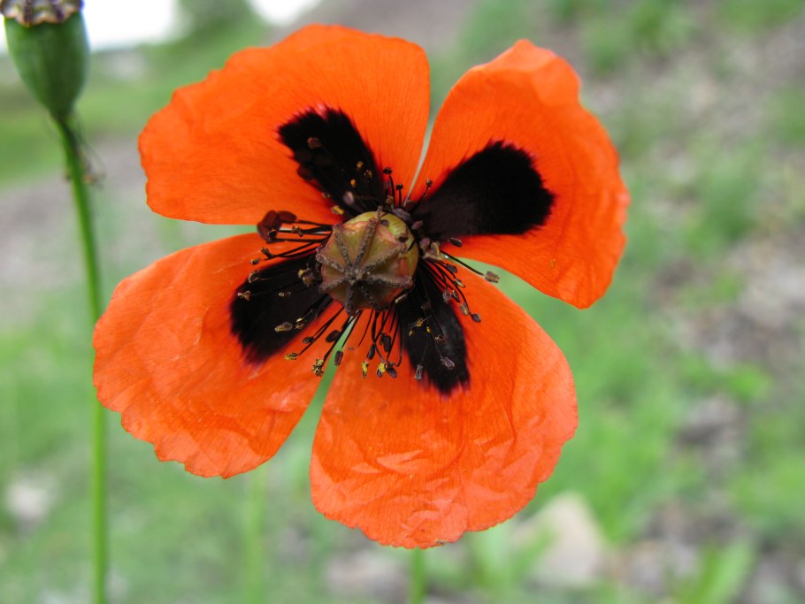 Мак-самосейка Мак павлиний