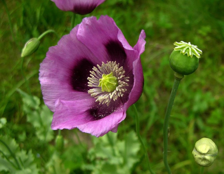 Семейство маковые Papaveraceae