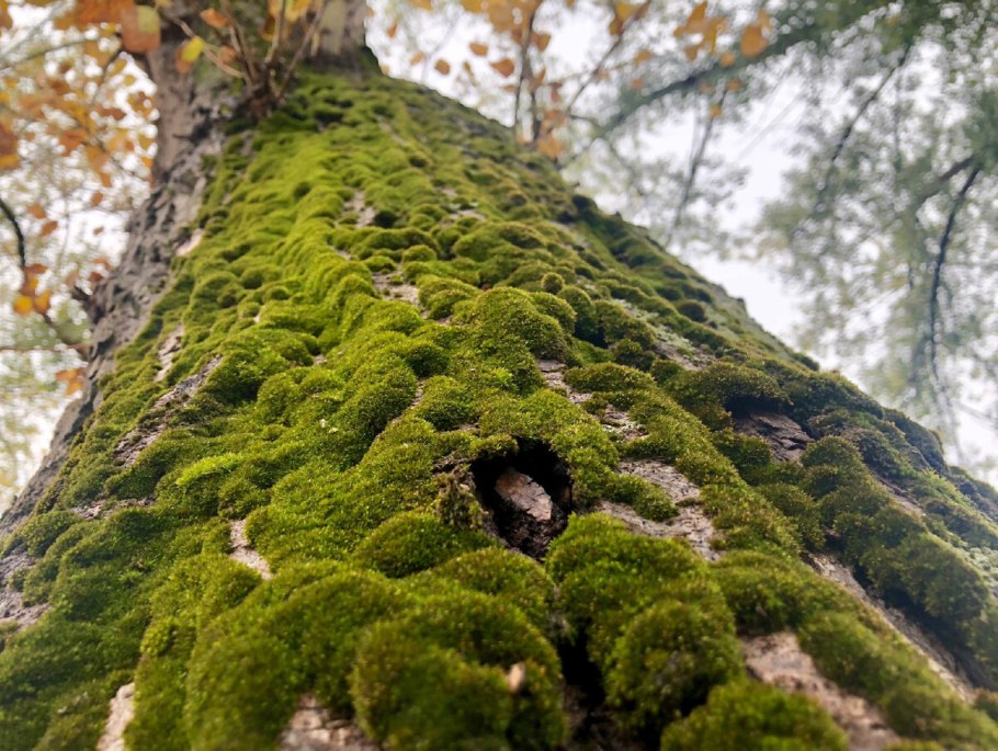 Кора дерева лес лишайник