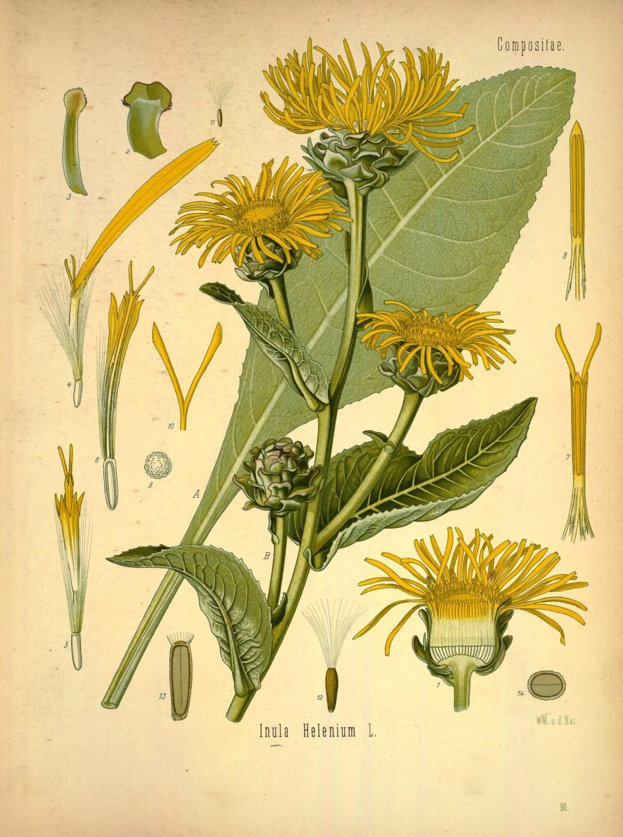 Девясил высокий (Inula Helenium)