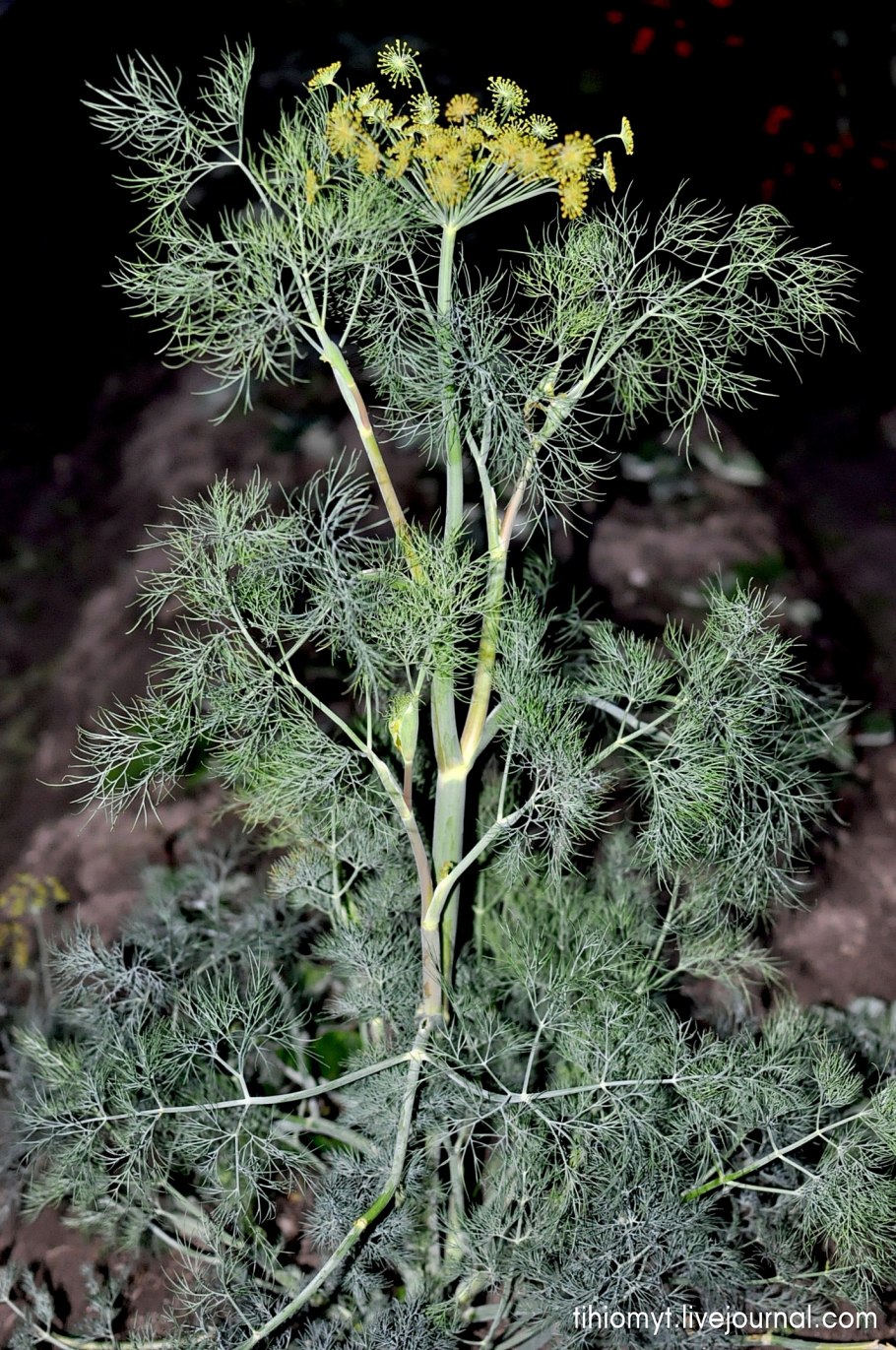 Укроп листорасположение