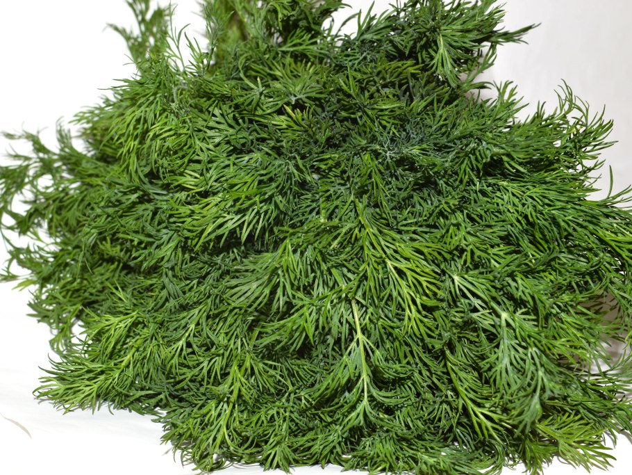 Укроп Гринсливз