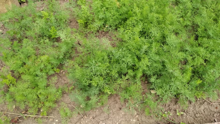 25 Грамм укропа картинка