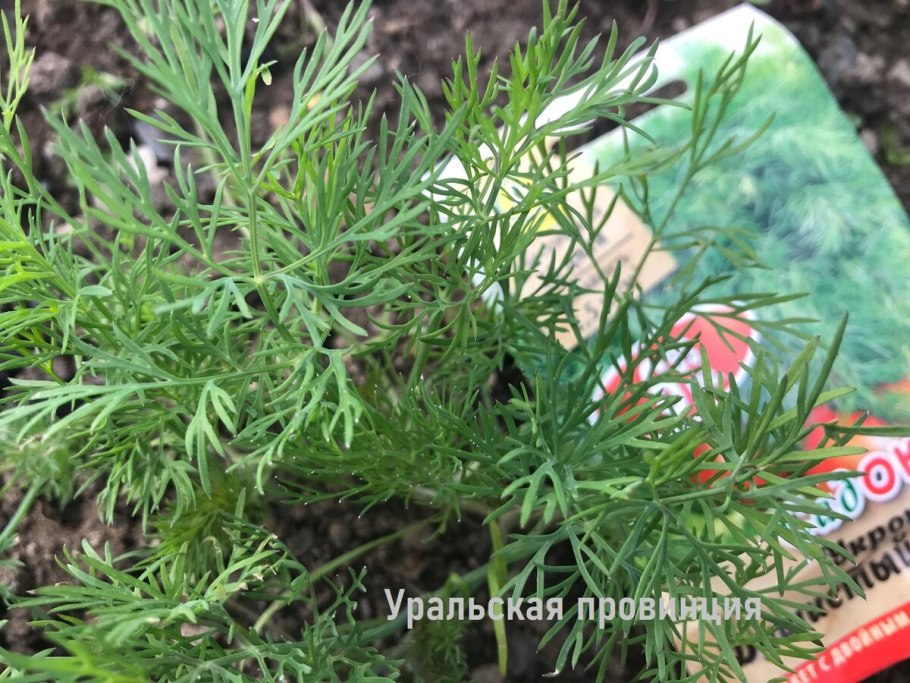 Укроп Дальний