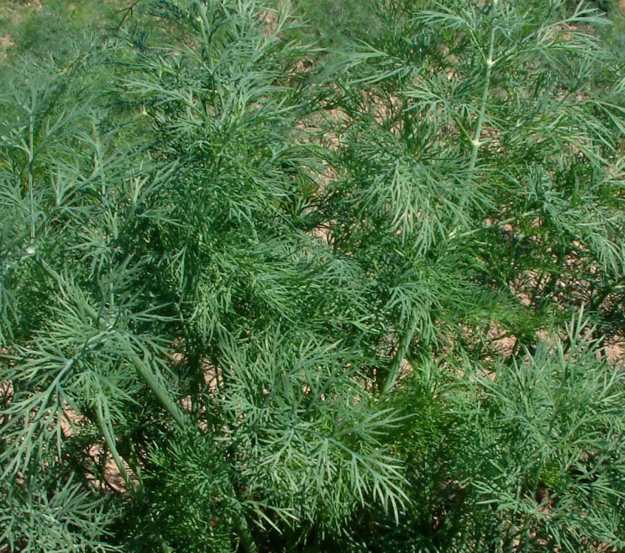 Сколько в одном пучке зелени грамм