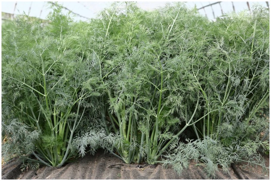 Как правильно сажать укроп