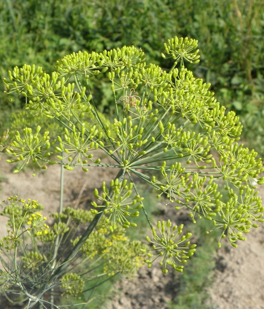 Укроп Аллигатор (1уп-50 гр)