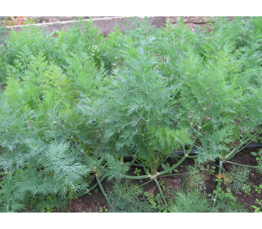 Родина укропа