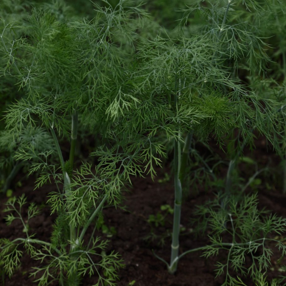 Укроп картинка