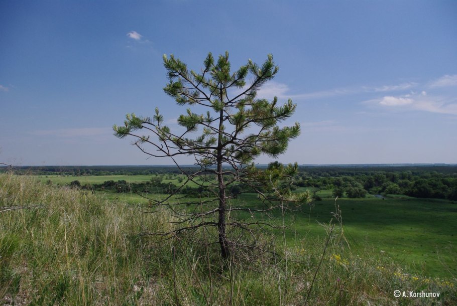 Сосна Кедровая Голд шишки