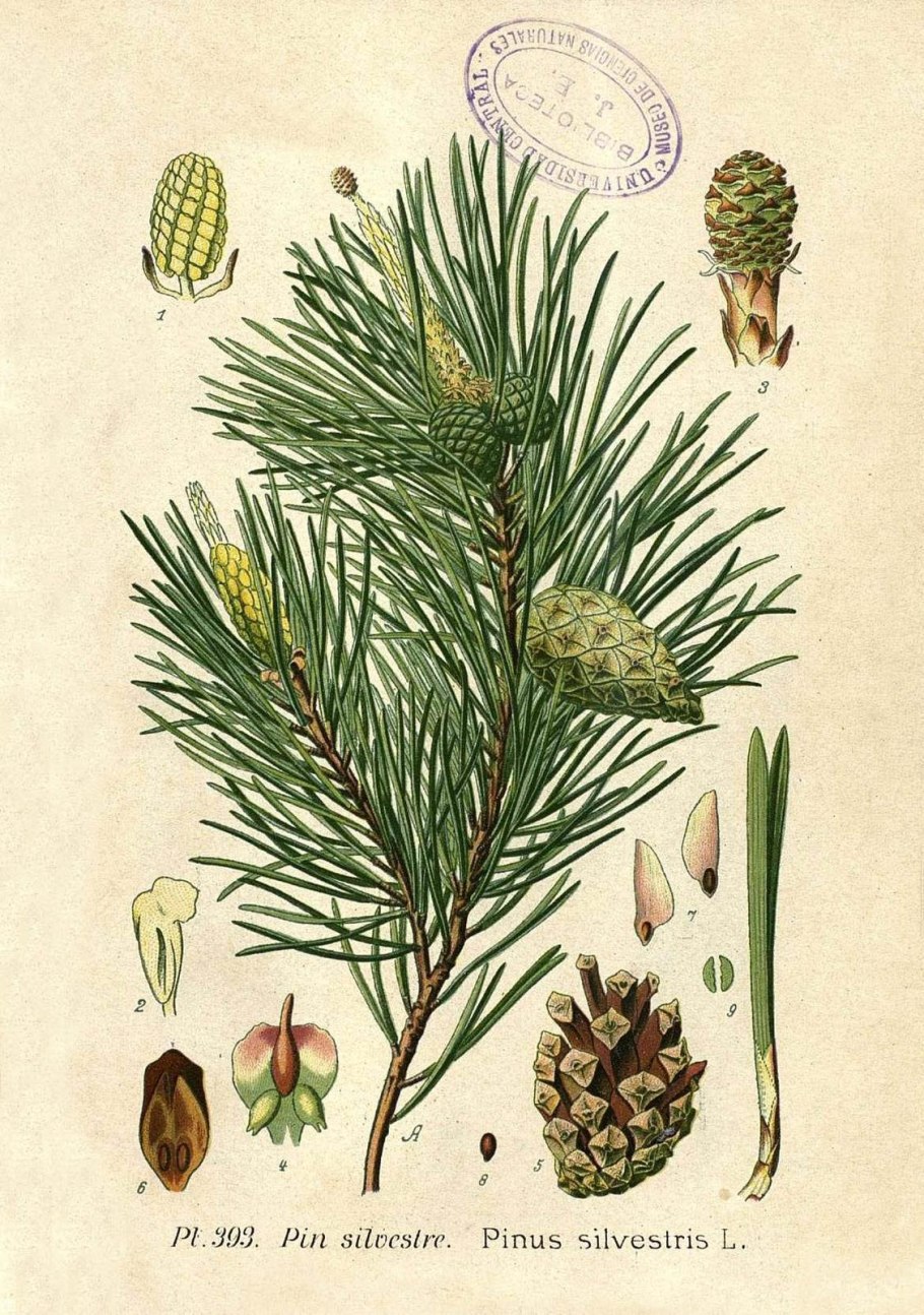 Сосна обыкновенная Ботанический рисунок