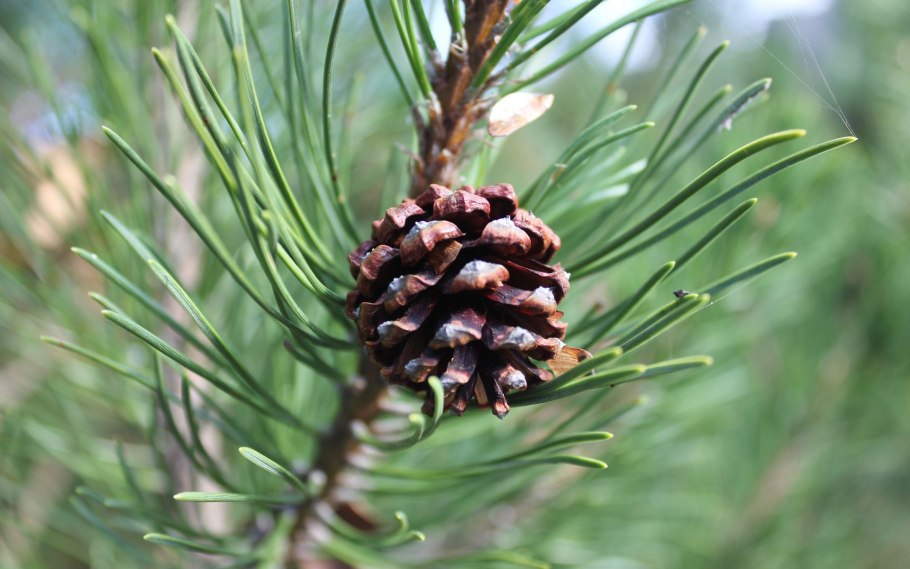 Pinus Sylvestris Фармакогнозия