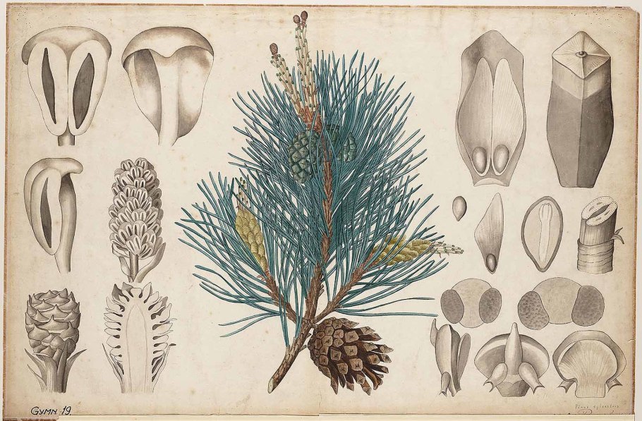 Pinus Sylvestris семена