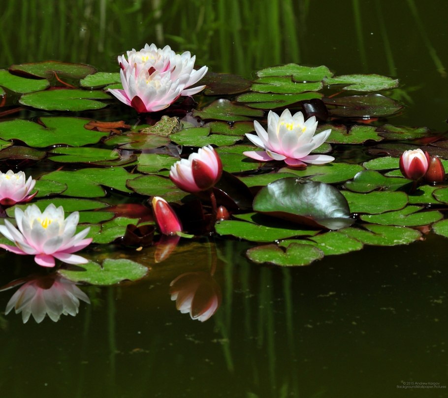 Нимфея Болотная