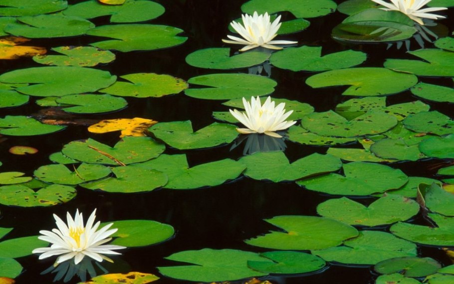 Нимфея Болотная