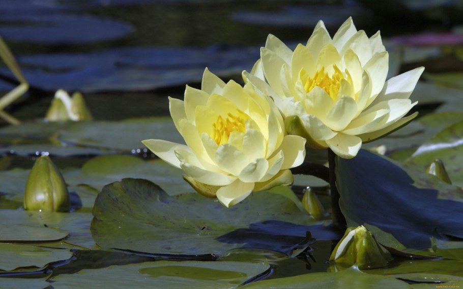 Нимфея Болотная