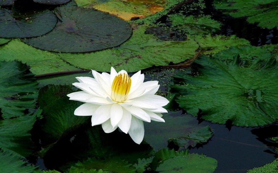 Кувшинка белоснежная