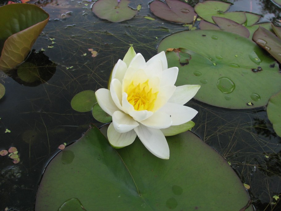 Кувшинка чисто-белая (Nymphaea Candida)