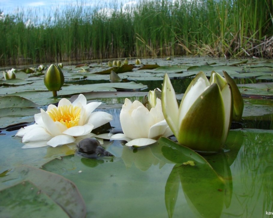 Кувшинка, кубышка, камыш Ряска