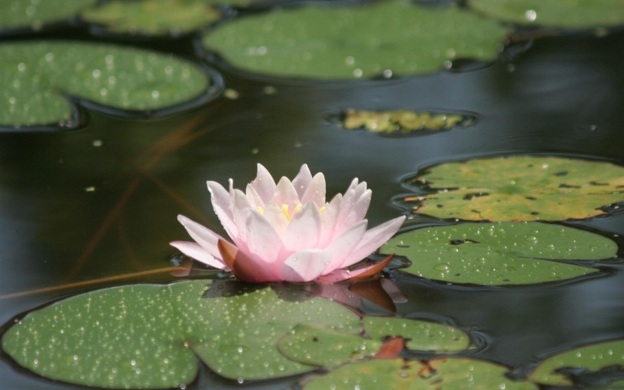 Теренкуль кувшинки